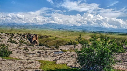 Мешкиншахрдағы көкнәр гүліне толы алқап