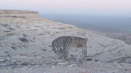 Ирандық барыстың Қазақстанның Қарақия ауданында өмір сүретіні расталды