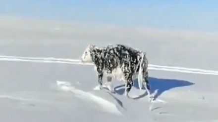 Суықтан салдарынан қатып қалған сиыр 
