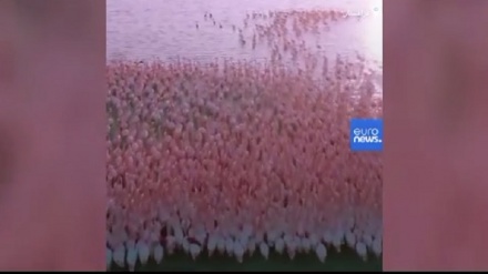 Фламинго көші-қон