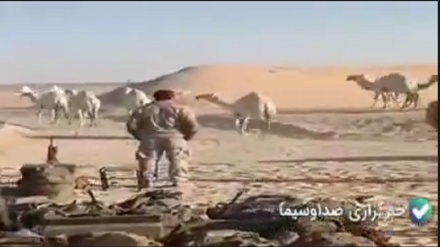 Американдық әскерлер түйе шабуылынан қашып құтылды