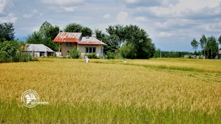 Гиляндағы күріш алқаптары 