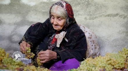 Санандадж ауданының Дулаб ауылындағы жүзім бағы мен мейіз өндірісі