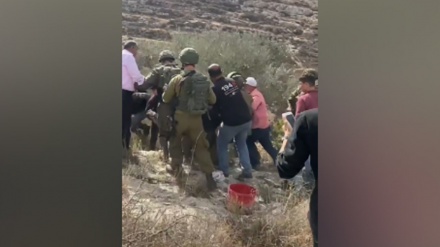 Сионистік әскерилер зейтүнді жинауға кедергі келтірді