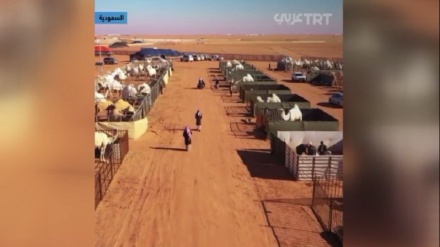 Сауд Арабиясында түйелерге үшін әлемдегі алғашқы люкс қонақүй ашылды