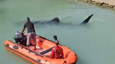 Суреттер сөйлейді: Имам портында кит тәрізді акула құтқарылды