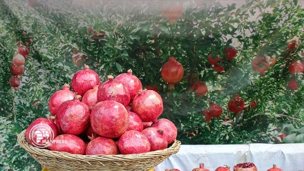 
Теһранда «Ирандық   челле, жаһандық Ялда» фестивалі өтуде