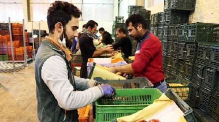 ФАО Иранның әлемді азық-түлікпен қамтамасыз етудегі маңызды рөлі туралы мәлімдеді