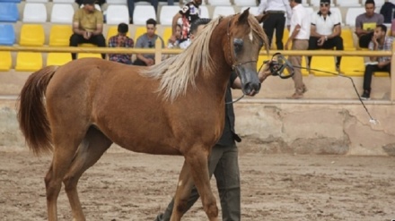 Суреттер сөйлейді: Кермандағы араб жылқыларының фестивалі