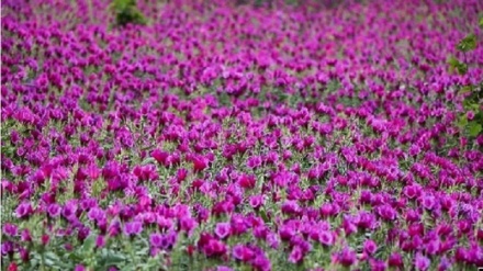 Суреттер сөйлейді: Сежиран ауылындағы итальяндық буглосаның (Anchusa azurea) гүлін жинау