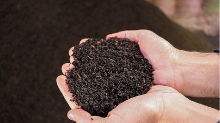 Суреттер сөйлейді: Гилан: Көктемгі шай жинау  науқаны

