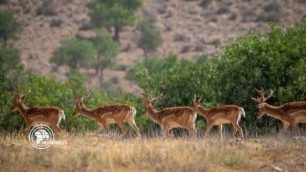 Әлемде сирек кездесетін ирандық сары бұғыларды қайта жаңғырту